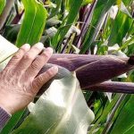 Caos en el AICM: Migración revela qué causó la falla en el sistema de este miércoles