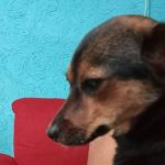 Fernando Alonso analiza dominio total de Max Verstappen