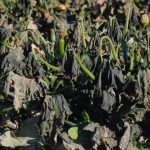 Sebastián Rulli revela que no quiere casarse ni tener hijos con Angelique Boyer, esta es la razón