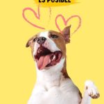 Compromiso de brindarte la información más importante del partido y de México, cada inicio de semana te presentamos el Azul Informativo