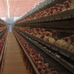 Cronología de Christian Nodal y Ángela Aguilar: Así inició todo, Pepe Aguilar los presentó