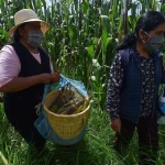 El papa León XIV dedicó este mensaje a las víctimas de las inundaciones en México