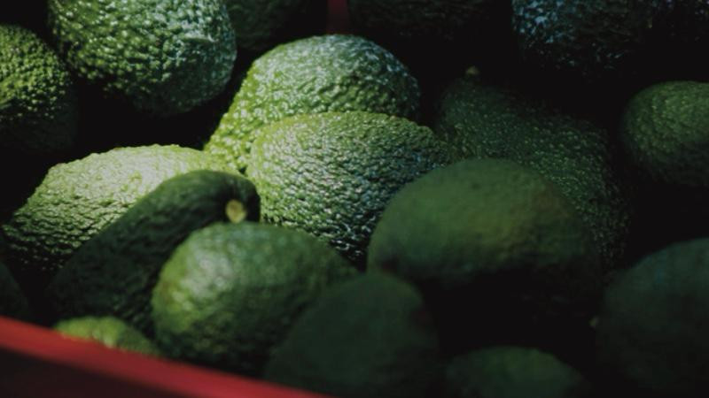 El crimen organizado sangra el 'oro verde' de Michoacán: extorsión a limón y aguacate supera los 10 mil millones al año