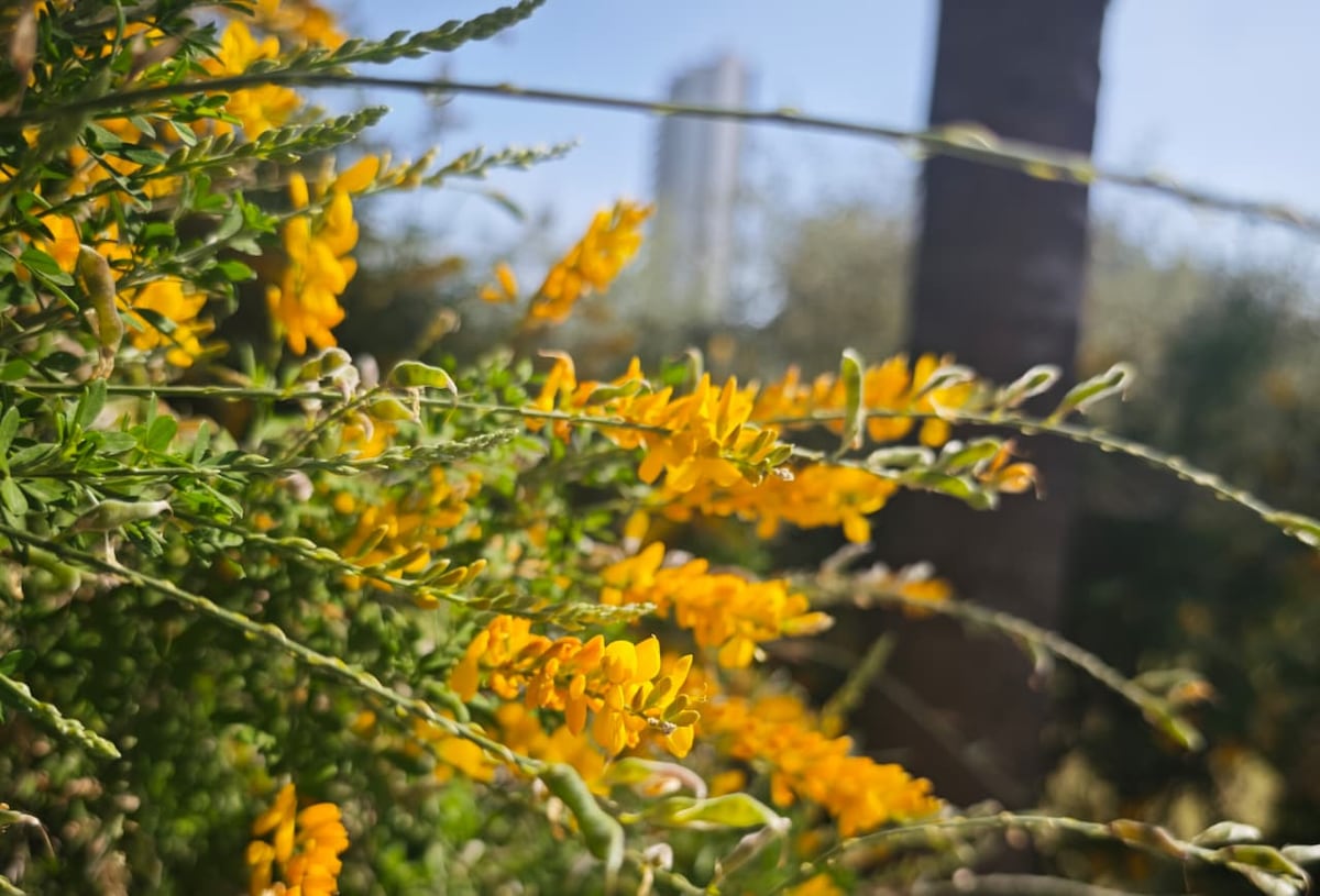 Primavera bajo amenaza: polen en alza y alergias más intensas y prolongadas